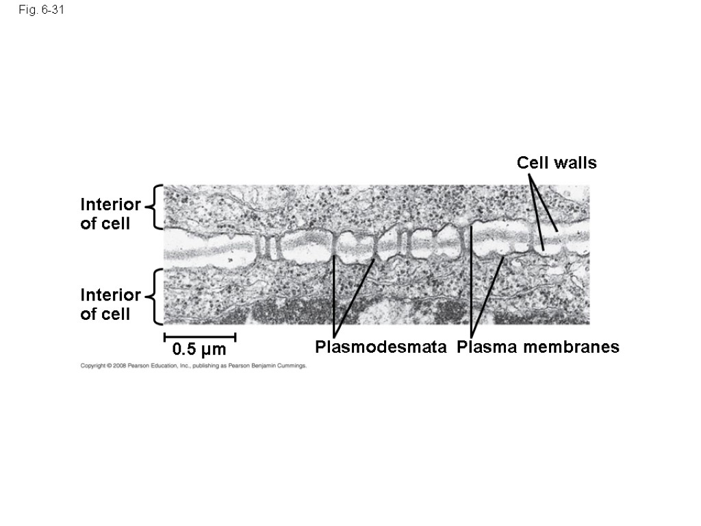 Fig. 6-31 Interior of cell Interior of cell 0.5 µm Plasmodesmata Plasma membranes Cell
